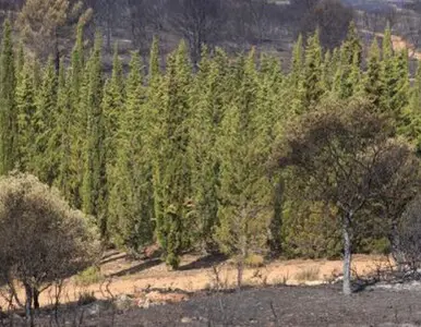 TALA Y PODA DE ÁRBOLES EN ALTURA EN LLEIDA